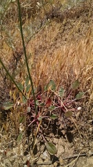 Eriogonum nudum nudum