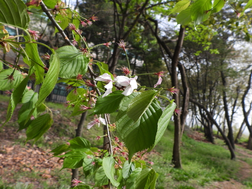Prunus leveilleana observed 2024-04-16
