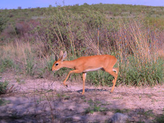Raphicerus campestris steinhardti