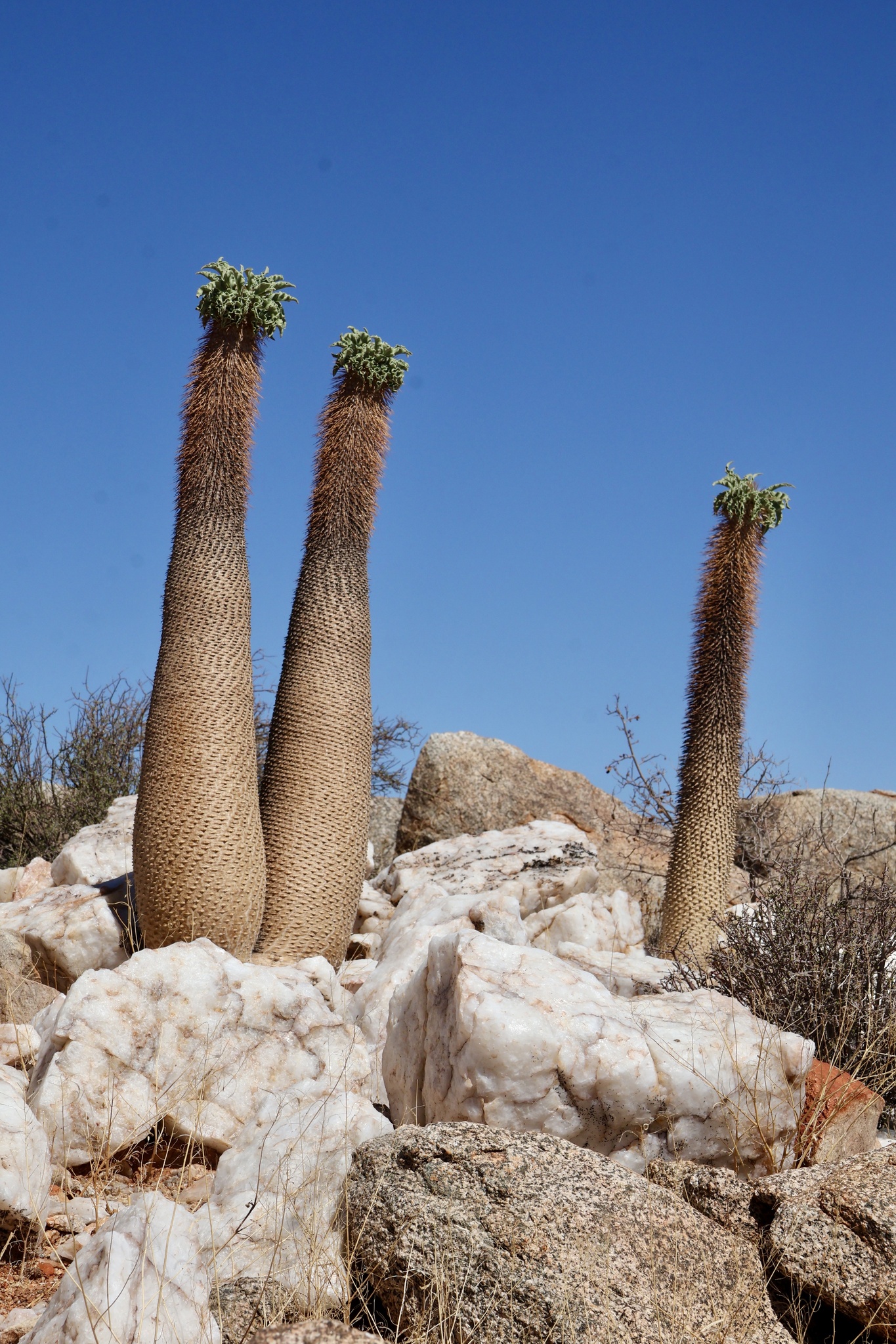Pachypodium namaquanum