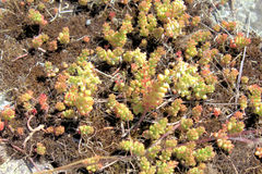 Sedum