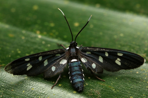 Ceryx longipes Herrich-Schäffer, 1855