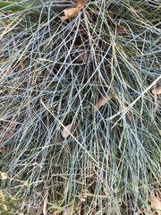 Festuca californica