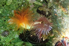 Protula bispiralis