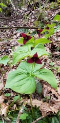 Trillium
