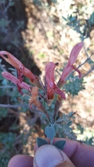 Salvia lanceolata