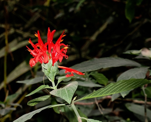 Image of Pachystachys spicata by (c) desertnaturalist, some rights reserved (CC BY)