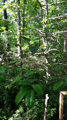 Ilex opaca image