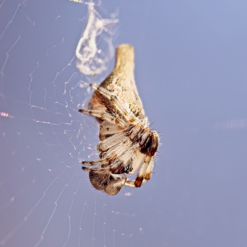 Conical Trashline Orbweaver photo 6