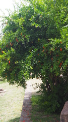 Punica granatum