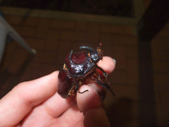 Oryctes nasicornis corniculatus