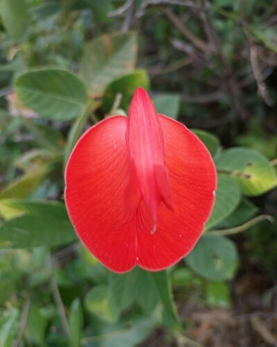 Periandra coccinea