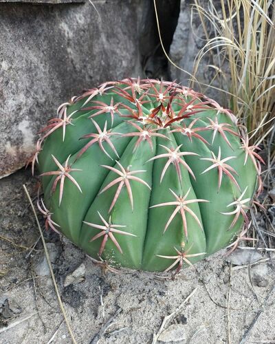 Melocactus zehntneri  iNaturalist