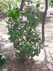 Karwinskia humboldtiana