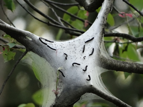 Eastern Tent Caterpillar Moth, photo 2 of 8