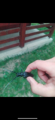 Capricorn beetle