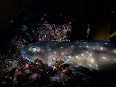 Haploblepharus pictus