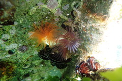 Protula bispiralis