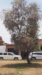 Chilopsis linearis