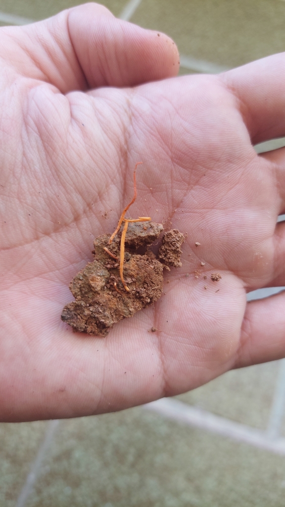 Sulzbacheromyces caatingae · February 2024 · photo: © carlosvidigal (iNaturalist, cc-by-sa)