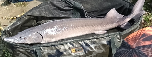 Siberian Sturgeon