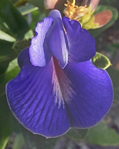 Periandra mediterranea