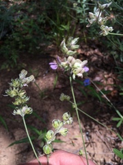 Pediomelum digitatum