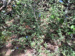 Pediomelum digitatum