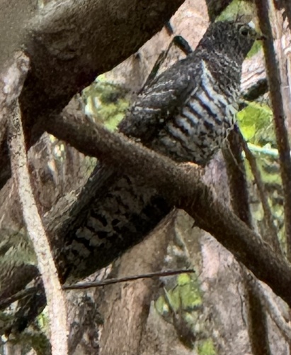 Madagascar Cuckoo