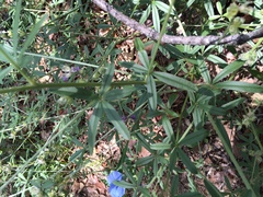 Pediomelum digitatum