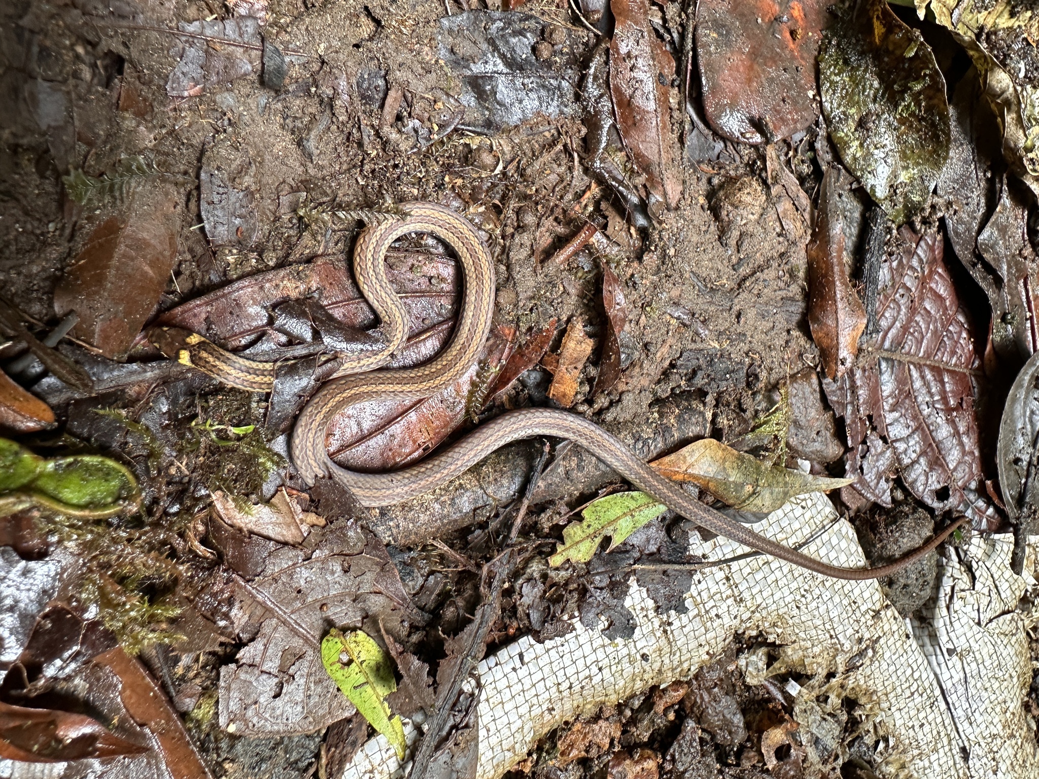 Litter Snake photo 6