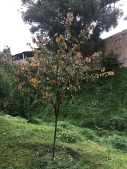 Calliandra trinervia