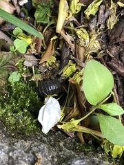 Armadillidium vulgare