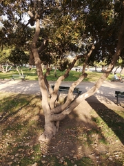 Pittosporum