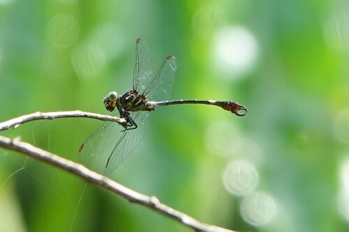 Tragogomphus