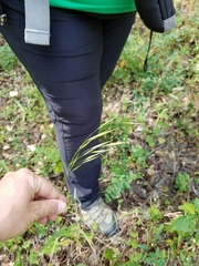 Bromus laevipes