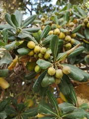 Pittosporum