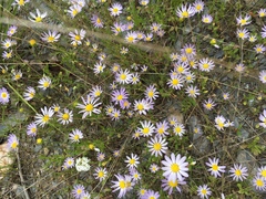 Astranthium ciliatum