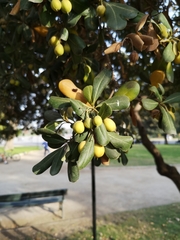 Pittosporum
