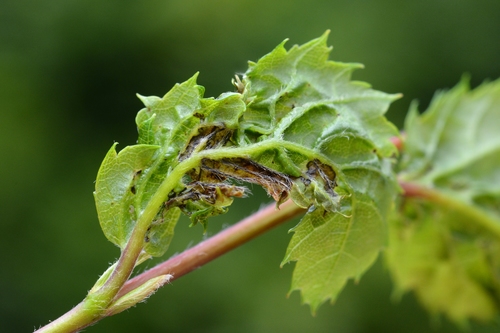 Contarinia carpini