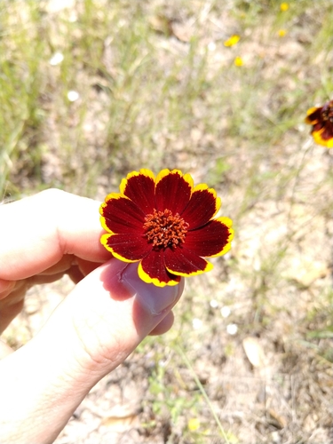 Image of Thelesperma burridgeanum by (c) Cleveland Powell, some rights reserved (CC BY)