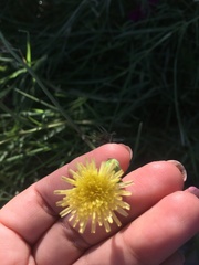 Asteraceae