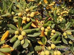 Pittosporum