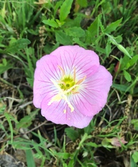 Oenothera speciosa