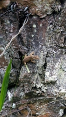 Anolis mariarum