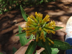 Cestrum thyrsoideum