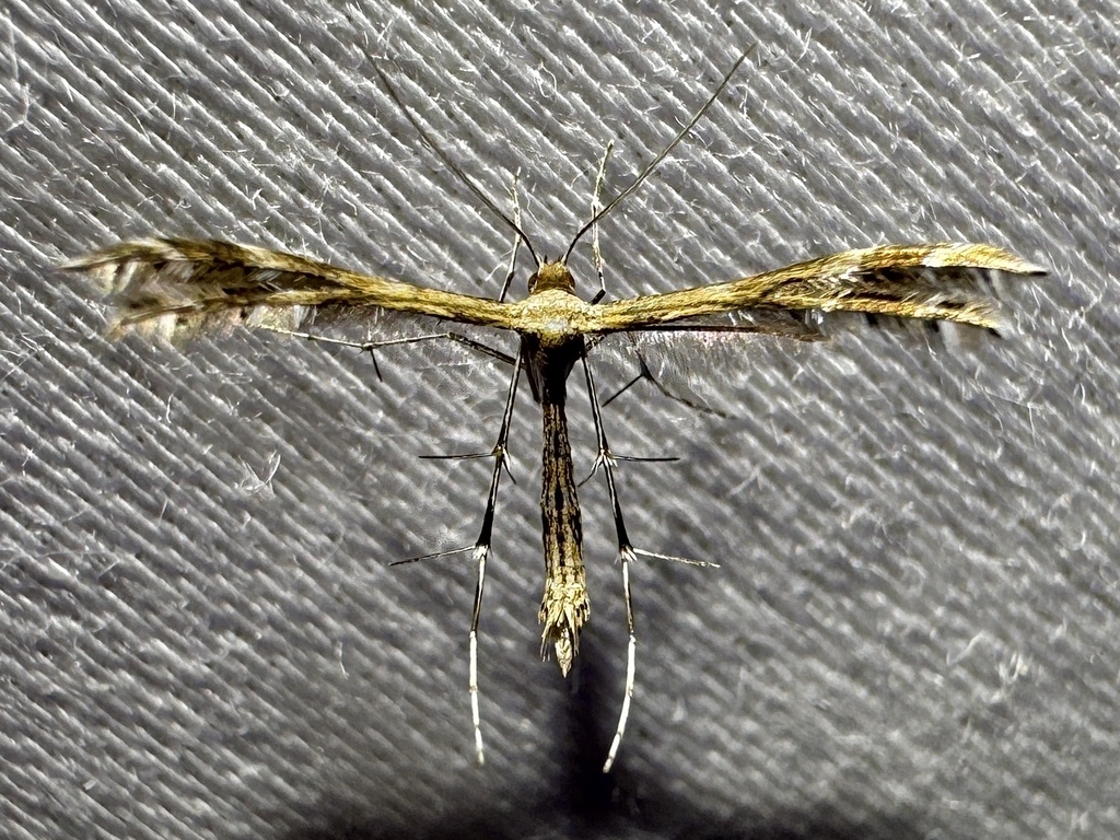 Sundew Plume Moth