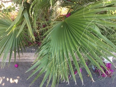 Arecaceae