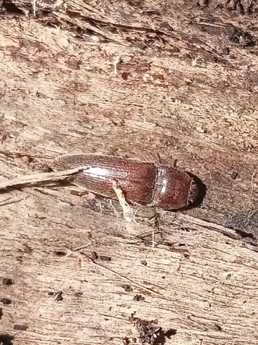 Chestnut-footed Click Beetle photo 5