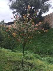 Calliandra trinervia
